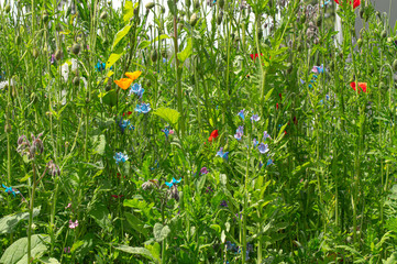 close up view of british wildflowers including commin poppy, borage, chamomile, yellow, daisys and forget-me-nots.