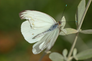 Great Southern White, Ascia monuste, Butterfly in Arizona Desert