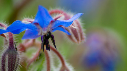 close up view of british wildflowers including commin poppy, borage, chamomile, yellow, daisys and forget-me-nots.