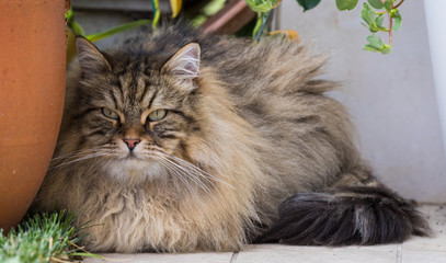 Naklejka na ściany i meble Lovable cat of livestock in relax in a garden, siberian purebred kitten