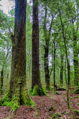 Naklejka premium thick lush rainforest in Fiordland New Zealand