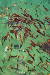 Fishes in clear tropical sea water. Natural background texture. 
