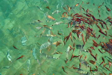 Fishes in clear tropical sea water. Natural background texture. 