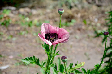 purple poppy. flowers in the garden. tender flower 