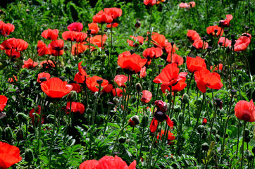 Obraz premium poppy field of red poppies