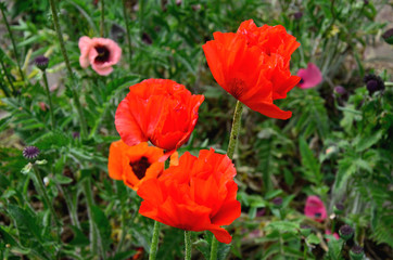 poppy field of red poppies