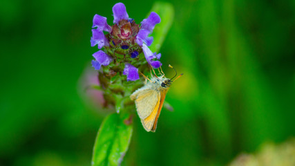British Butterfly, hairstreak, copper, orange and brown wings Pollinating purple, blue and green wildflower