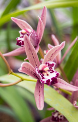 Flowers of orchid pink with green leaves in the greenhouse