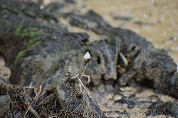 A single snail resting on a branch in a salt marsh at low tide.