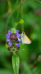 British Butterfly, hairstreak, copper, orange and brown wings Pollinating purple, blue and green wildflower