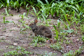 A wild rabbit peeks out at visitors in a hidden cemetery on a southern plantation. 