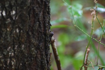 A fiddler crab hides on the bark of a tree at a southern plantation.
