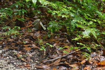 A black fiddler crab hides among fallen leaves in a seaside garden.