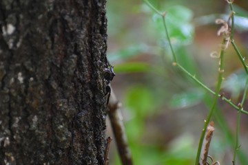 A fiddler crab hides on the bark of a tree at a southern plantation.