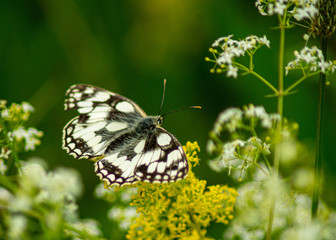 Marbled White, Melanargia galathea, butterfly on yellow wildflowers macro close up