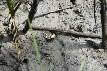 A light colored fiddler crab walks along the mudflats of a southern salt marsh at low tide.