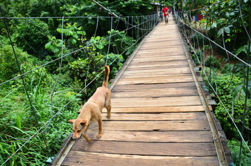 ベトナムのサパ　モン族の村と吊り橋を渡る野良犬