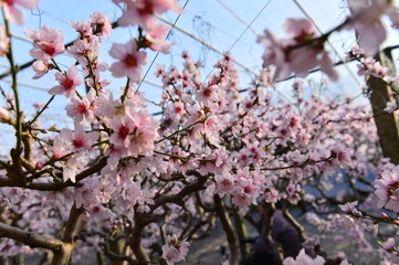 In full bloom in the peach blossom