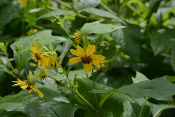 Garden of yellow daisy flowers.