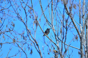 Dove tree in the wild