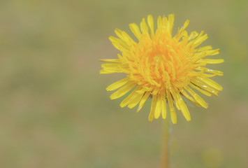 Close up of a yellow and green dandelion with green grass blurred out in the background 