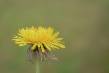 Close up of a yellow and green dandelion with green grass blurred out in the background 