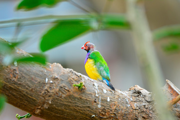 The outdoor fringillidae birds in the park