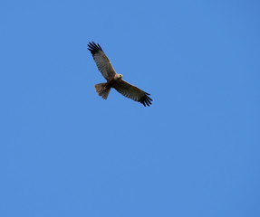 western marsh harrier Circus aeruginosus flying against clear blue sky