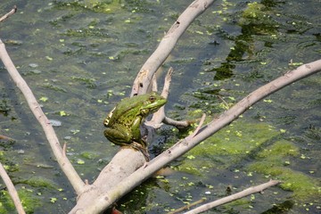 Frog on a log tree at the pond, closeup