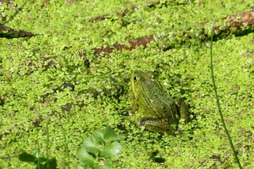 Green frog in the pond on natural green seaweed background 