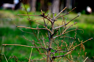barbed wire on background of green grass