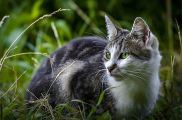 Portrait of a beautiful two-colored cat with a white breast is sitting in the grass near the water