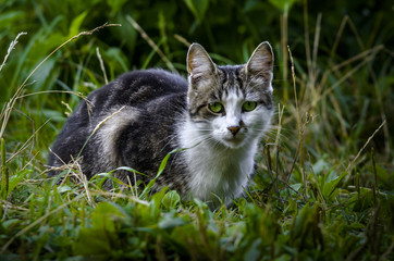 Portrait of a beautiful two-colored cat with a white breast is sitting in the grass near the water