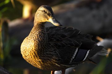 Portrait of ducks wash in the setting sun