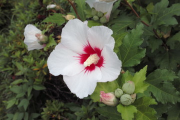 花、夏、影、自然