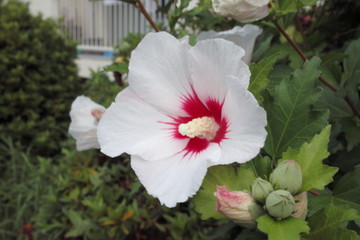 花、夏、影、自然