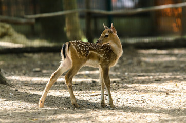 Photo of little deer is washing