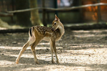 Photo of little deer is washing
