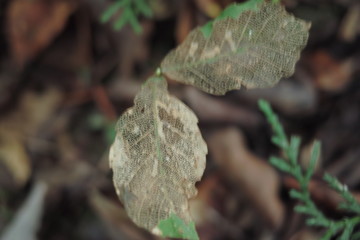 植物、きのこ、夏、影、陰影、虫、花、カフェ