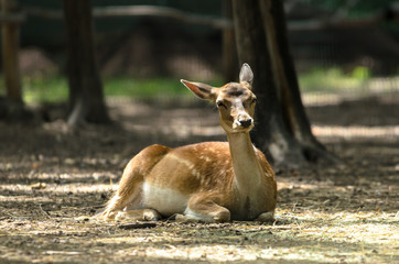 Portrait of little deer lies on the ground