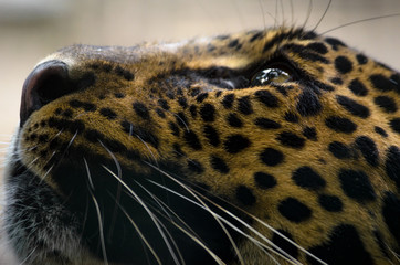 Jaguar closeup photo