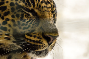 Fototapeta na wymiar Jaguar closeup photo