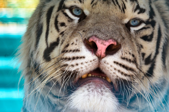 Close shot of Bengal tiger and his nose