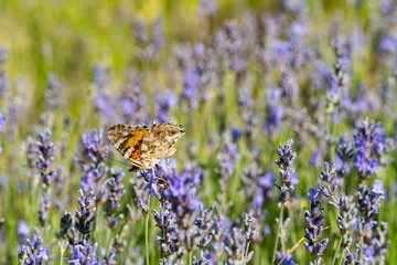 A colorful butterfly in the middle of a lavender field