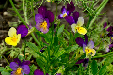 spring flowers in the garden. Violaceae. Viola tricolor