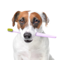 Cute dog with toothbrush on white background