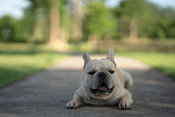 Cute looking french bulldog