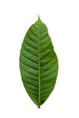  Tropical Green leaf on white background.