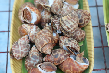 fresh oysters on ice