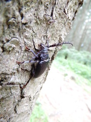 big black beetle on a tree trunk